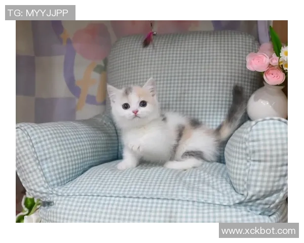 足球明星猫舍的可爱猫咪图片欣赏与明星们的温馨时刻分享